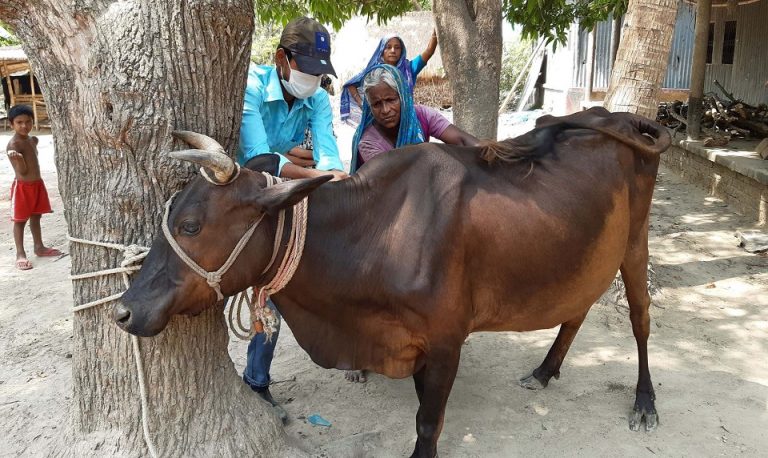 Livestock vaccination and de-worming campaign in the community