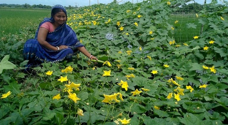 Mini-pond-based vegetable cultivation showing success, encouraging others