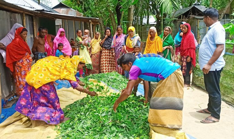 PPEPP-EU promotes maize silage technology to meet the demand of cattle feed in haor areas