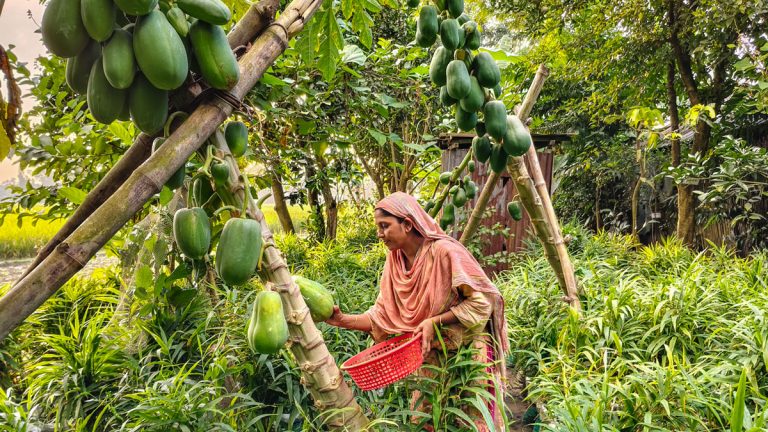 Ginger cultivation shows potential as a family-led enterprise