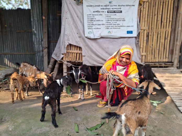 Fatema is looking after her goats in front of the slatted house.