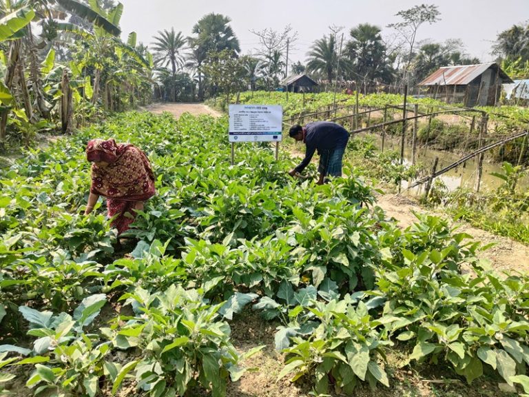 High-value vegetable cultivation: A story of resilience and prosperity